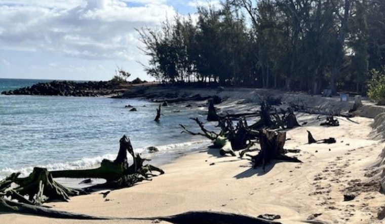 Baldwin Beach in Maui to Close Temporarily for Tree Stump Removal