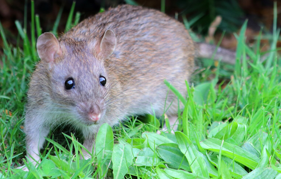 Baltimore County's Towson Manor Village Grapples with Severe Rat Infestation, Prompting Health Concerns and County Action