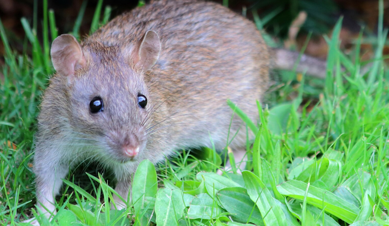 Baltimore County's Towson Manor Village Grapples with Severe Rat Infestation, Prompting Health Concerns and County Action