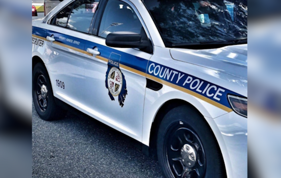 Baltimore Teens Face Charges for Burning Dead Deer in Perry Hall Community Incident