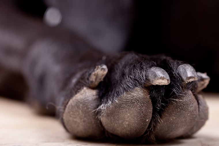 Baltimore's Loving Care Pet Crematorium Owners Charged in Ashes-for-Sand Scam