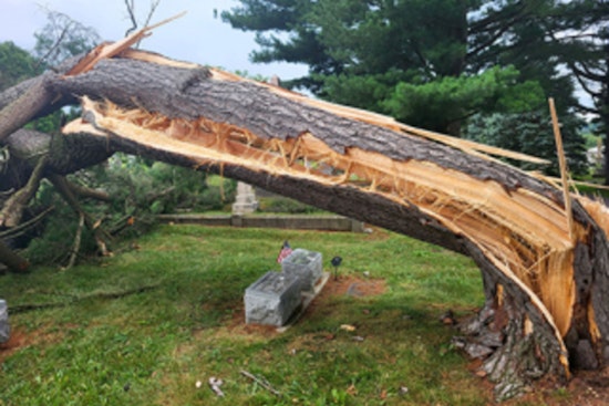Bloomington Launches Tree Assistance Program to Support Homeowners and Enhance Urban Safety