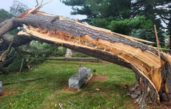 Bloomington Launches Tree Assistance Program to Support Homeowners and Enhance Urban Safety