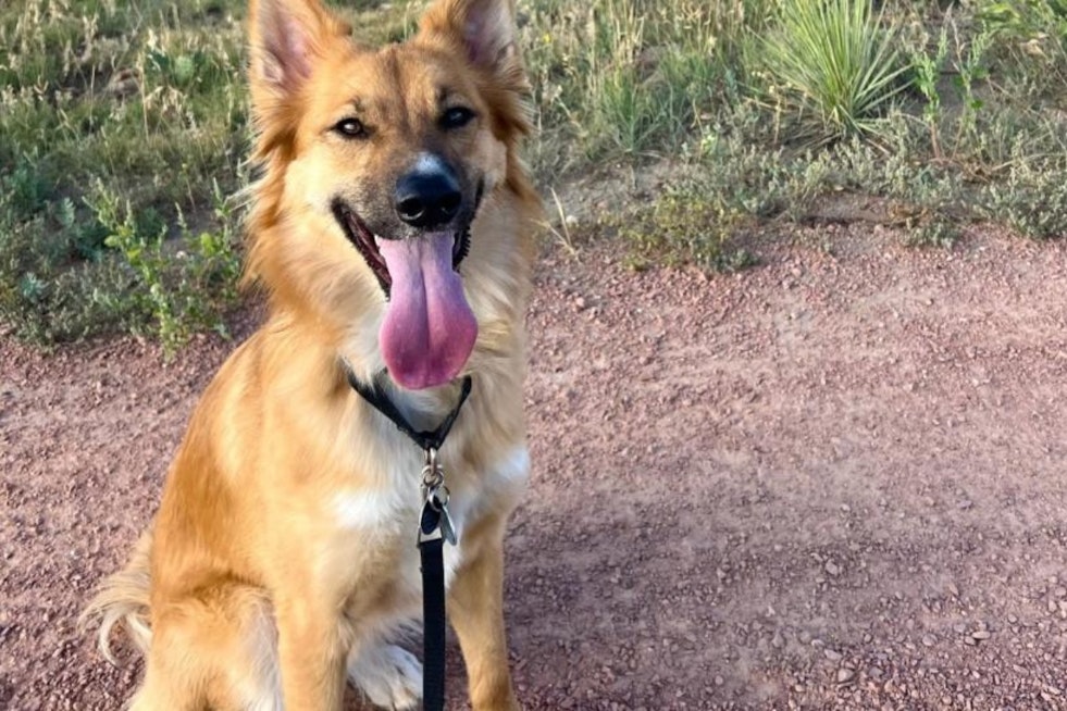 Boulder Implements Seasonal Dog Leash Requirements to Protect Bears During Hibernation Prep