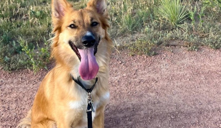 Boulder Implements Seasonal Dog Leash Requirements to Protect Bears During Hibernation Prep