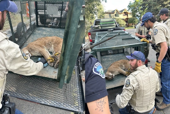 Boulder Mountain Lion Captured and Relocated After Fatal Attack on Local Dog