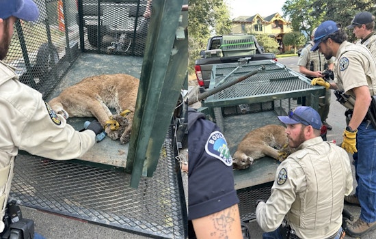 Boulder Mountain Lion Captured and Relocated After Fatal Attack on Local Dog