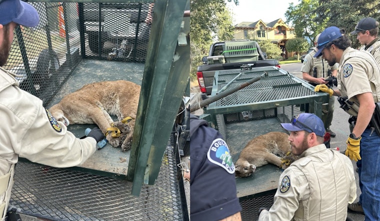 Boulder Mountain Lion Captured and Relocated After Fatal Attack on Local Dog