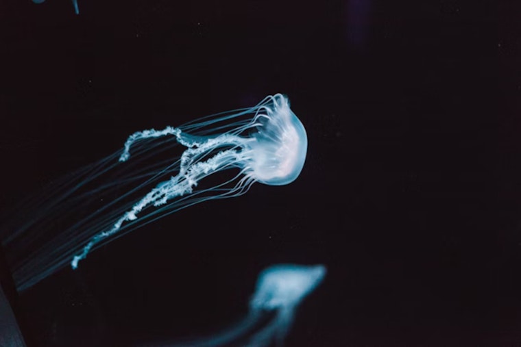 Box Jellyfish Swarm Prompts Safety Alert at West Oahu's Nanakuli Beach