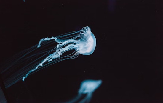 Box Jellyfish Swarm Prompts Safety Alert at West Oahu's Nanakuli Beach