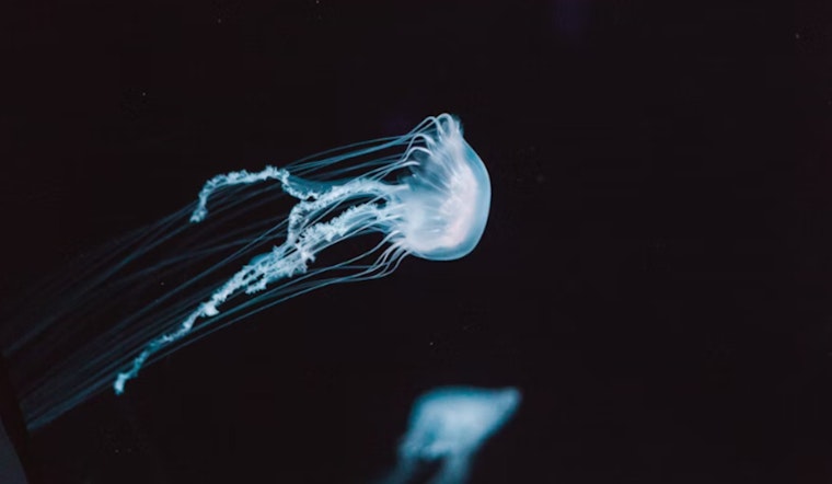 Box Jellyfish Swarm Prompts Safety Alert at West Oahu's Nanakuli Beach