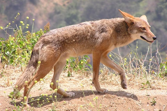 Boy, 6, Recovers from Multiple Coyote Bites at Carson Park; City and Wildlife Officials Respond to Attack