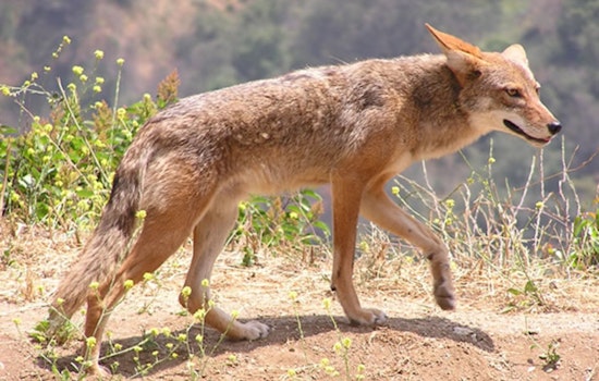 Boy, 6, Recovers from Multiple Coyote Bites at Carson Park; City and Wildlife Officials Respond to Attack