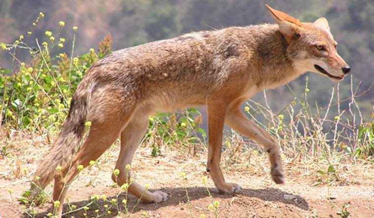 Boy, 6, Recovers from Multiple Coyote Bites at Carson Park; City and Wildlife Officials Respond to Attack