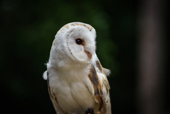 Broward County Fire Rescue Tends to Injured Burrowing Owl Amid Concerns for Threatened Species