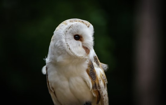 Broward County Fire Rescue Tends to Injured Burrowing Owl Amid Concerns for Threatened Species
