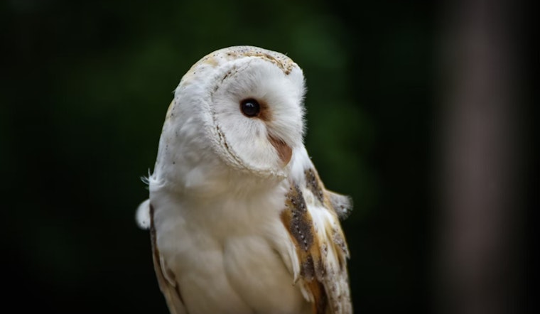 Broward County Fire Rescue Tends to Injured Burrowing Owl Amid Concerns for Threatened Species
