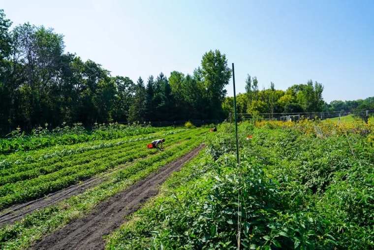 Burnsville Residents Invited to Free Green Tomato Giveaway at Local Market Garden