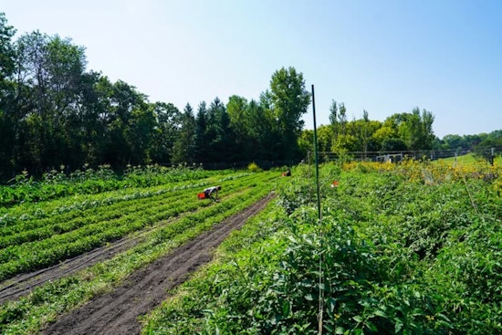 Burnsville Residents Invited to Free Green Tomato Giveaway at Local Market Garden