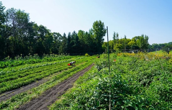 Burnsville Residents Invited to Free Green Tomato Giveaway at Local Market Garden