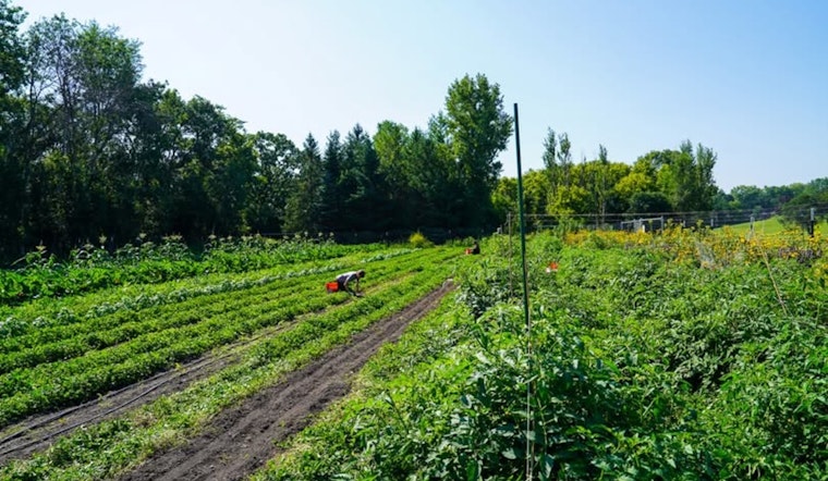 Burnsville Residents Invited to Free Green Tomato Giveaway at Local Market Garden