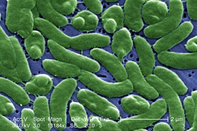 Buzzards Bay Visitors Beware, Rare Vibrio Bacteria Threat Rises with Temperature in Massachusetts Coastal Waters