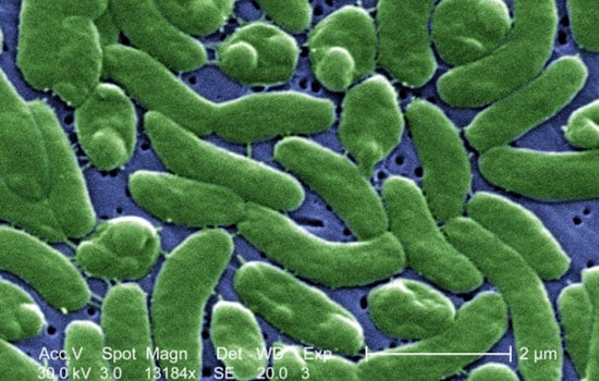 Buzzards Bay Visitors Beware, Rare Vibrio Bacteria Threat Rises with Temperature in Massachusetts Coastal Waters