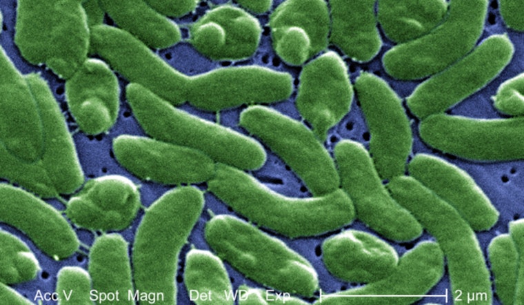 Buzzards Bay Visitors Beware, Rare Vibrio Bacteria Threat Rises with Temperature in Massachusetts Coastal Waters