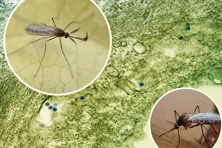 Cache County Reports Two New West Nile Virus Cases as Utah's Total Rises to Three