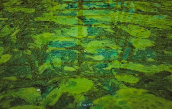 Caution Urged Along Jordan River and Canals Due to Harmful Algal Bloom, Salt Lake County Health Department Warns