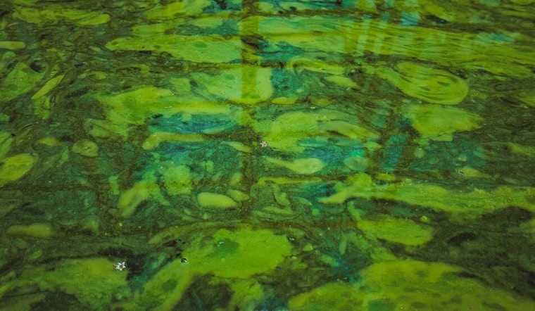 Caution Urged Along Jordan River and Canals Due to Harmful Algal Bloom, Salt Lake County Health Department Warns