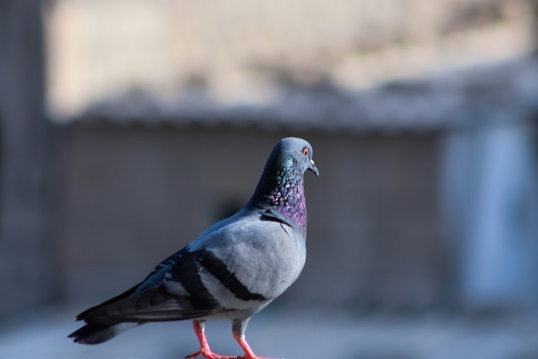Chandler Enlists The Pigeon Guy with $350K Contract to Oust Pigeons from City Structures