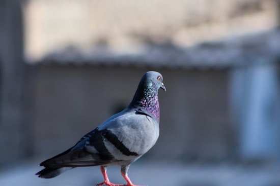 Chandler Enlists The Pigeon Guy with $350K Contract to Oust Pigeons from City Structures