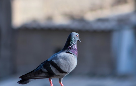 Chandler Enlists The Pigeon Guy with $350K Contract to Oust Pigeons from City Structures