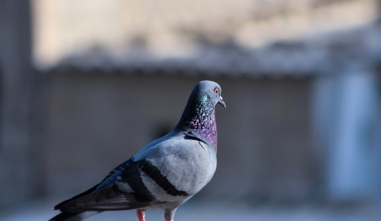 Chandler Enlists The Pigeon Guy with $350K Contract to Oust Pigeons from City Structures