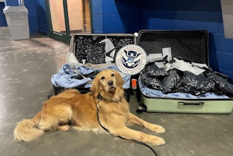 Charlotte-Mecklenburg Police Mourn the Loss of Beloved K-9 Cali After 7 Years of Service