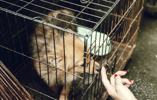 Charlotte's Happy Puppy Universe Closed Amid Animal Welfare Violations, Fined for Selling Sick Puppies