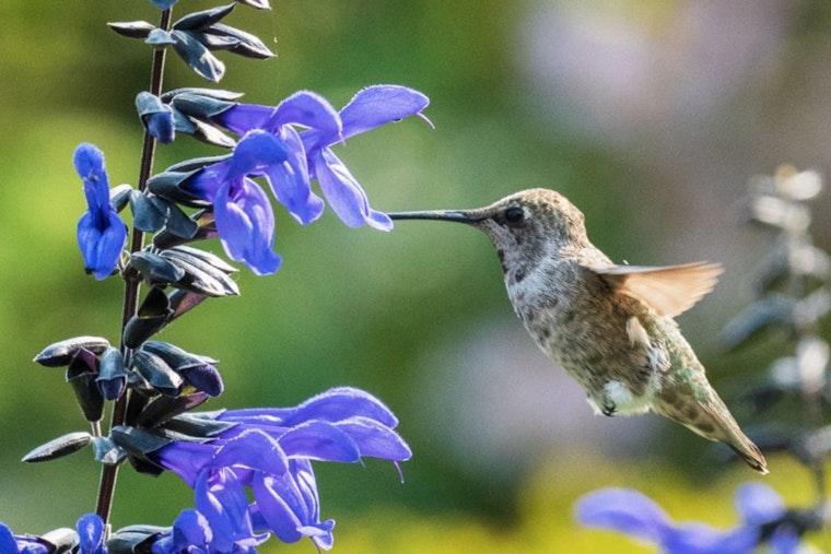 Chatham County Invites Residents to Join the Great Southeast Pollinator Census to Aid Conservation Efforts