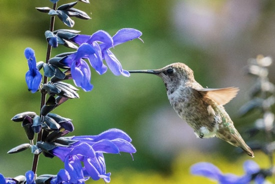 Chatham County Invites Residents to Join the Great Southeast Pollinator Census to Aid Conservation Efforts