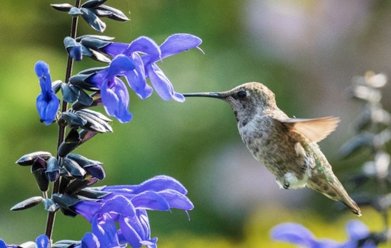 Chatham County Invites Residents to Join the Great Southeast Pollinator Census to Aid Conservation Efforts