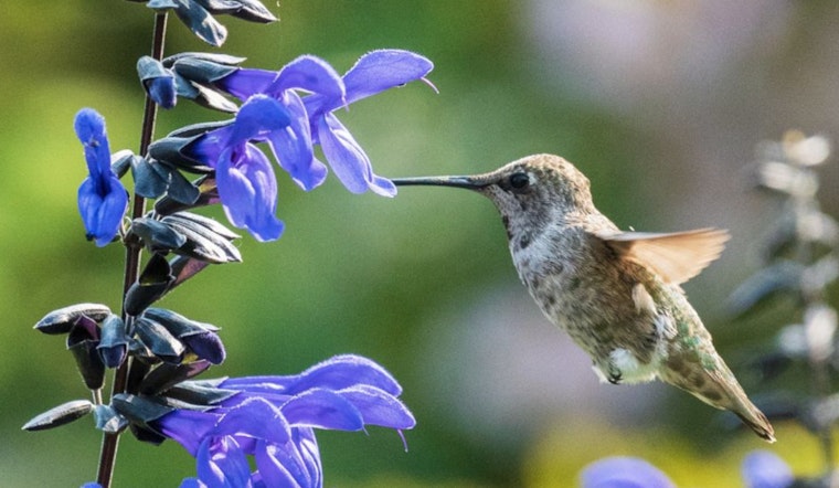 Chatham County Invites Residents to Join the Great Southeast Pollinator Census to Aid Conservation Efforts