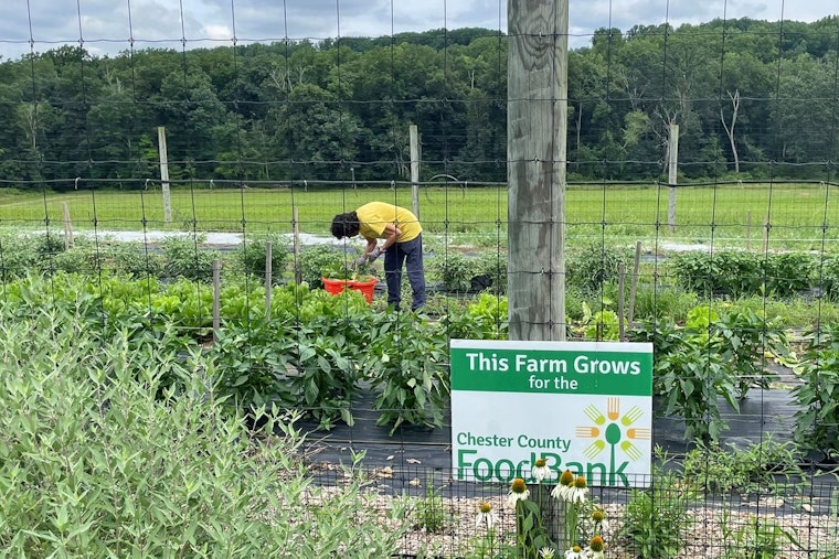 Chester County Boosts Local Food Bank with $75,000 Grant Amidst Funding Crisis