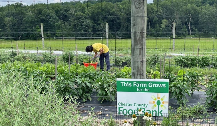 Chester County Boosts Local Food Bank with $75,000 Grant Amidst Funding Crisis