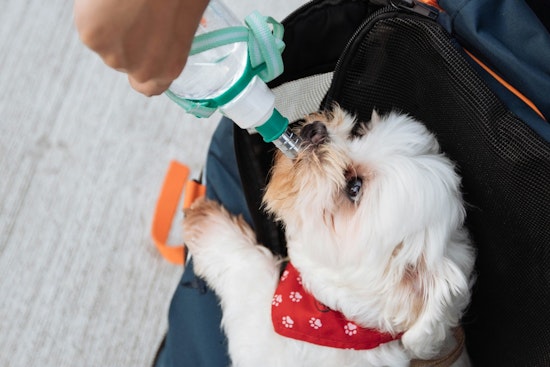 Chicago's Cook County Offers Free Pet Vaccine and Microchip Clinics for Military Veterans and Service Members