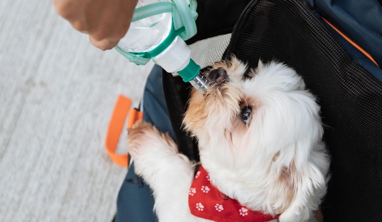 Chicago's Cook County Offers Free Pet Vaccine and Microchip Clinics for Military Veterans and Service Members