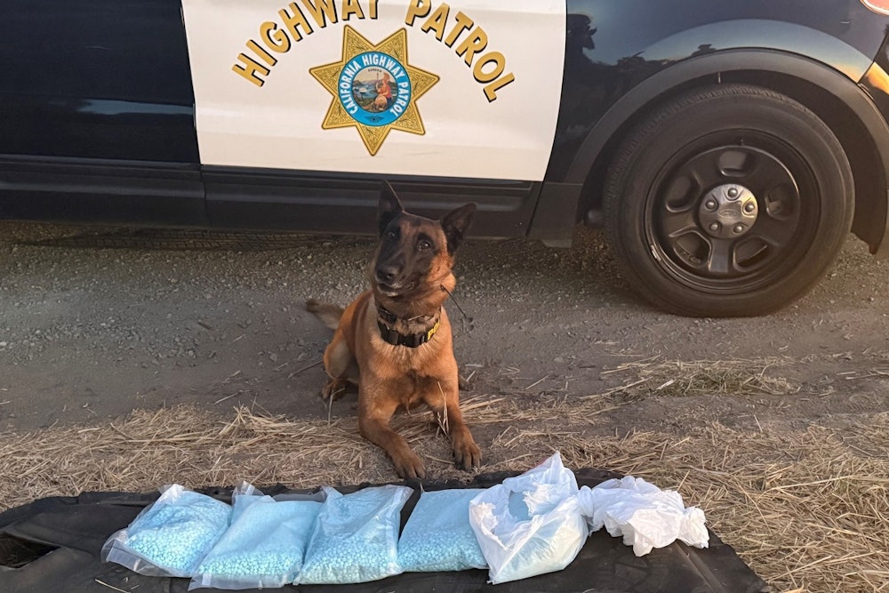 CHP Seizes 50,000 Fentanyl Pills in San Joaquin County Operation Assisted by K9 Hanks
