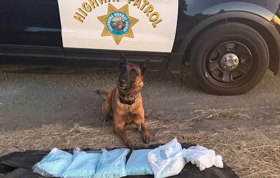 CHP Seizes 50,000 Fentanyl Pills in San Joaquin County Operation Assisted by K9 Hanks