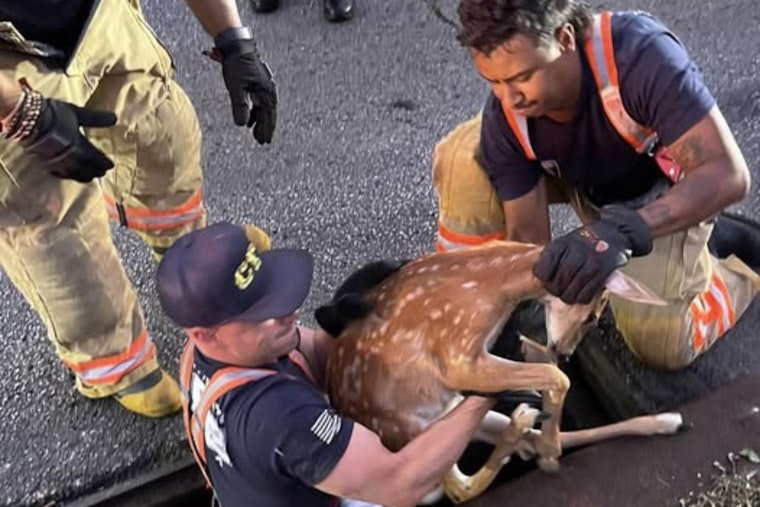 Cincinnati Firefighters Heroically Save Fawn from Storm Drain in Oakley, Department Humorously Owns Up to Social Media Mix-Up