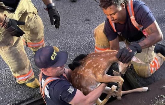 Cincinnati Firefighters Heroically Save Fawn from Storm Drain in Oakley, Department Humorously Owns Up to Social Media Mix-Up