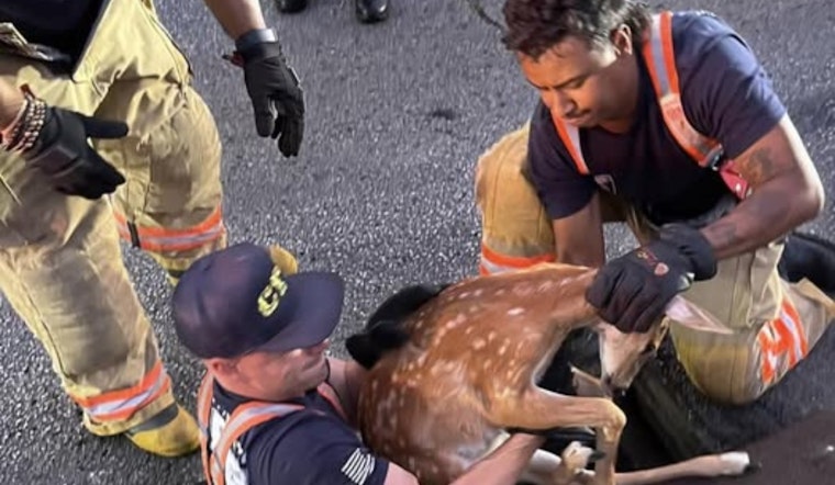 Cincinnati Firefighters Heroically Save Fawn from Storm Drain in Oakley, Department Humorously Owns Up to Social Media Mix-Up